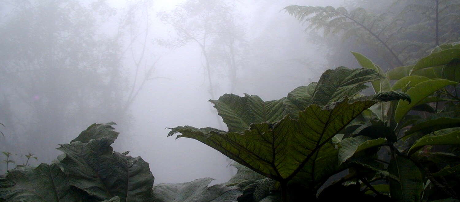 Bosque nublado en la región de Intag, norte de Ecuador