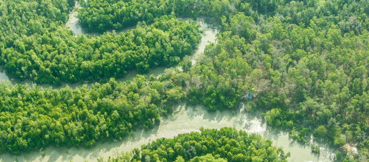 Vista aérea de río serpenteante a través de la selva tropical