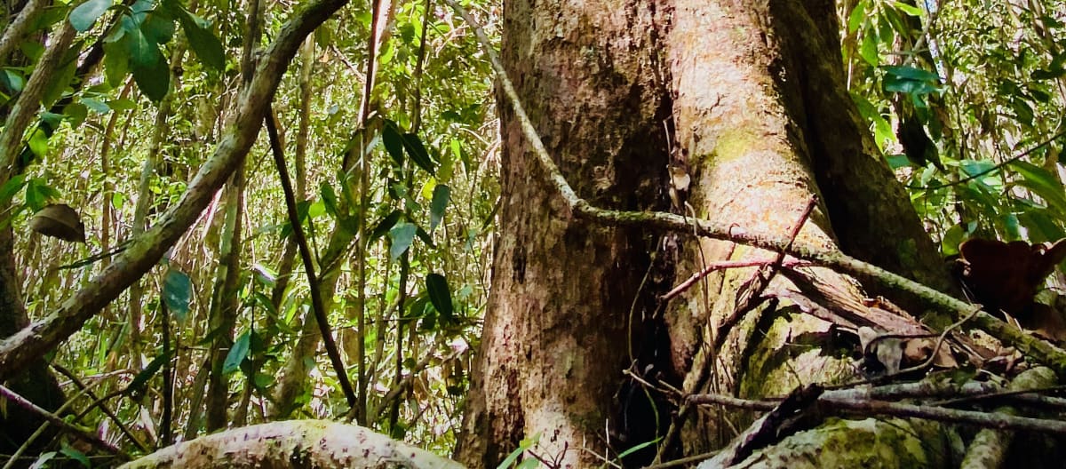 Un árbol gigante de la selva rodeado de verde