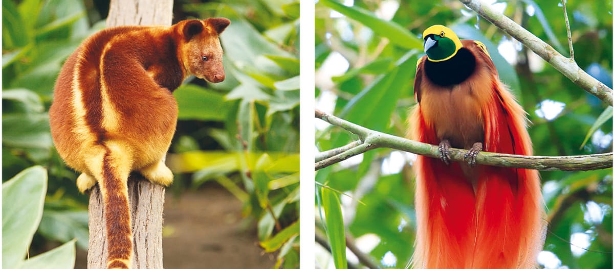Biodiversidad en Papúa: canguro arborícola sobre un tronco a la izquierda y ave del paraíso sobre una rama a la derecha