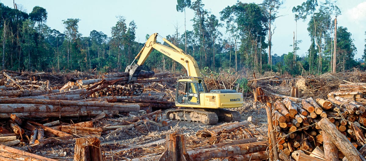 Tala de la selva con maquinaria