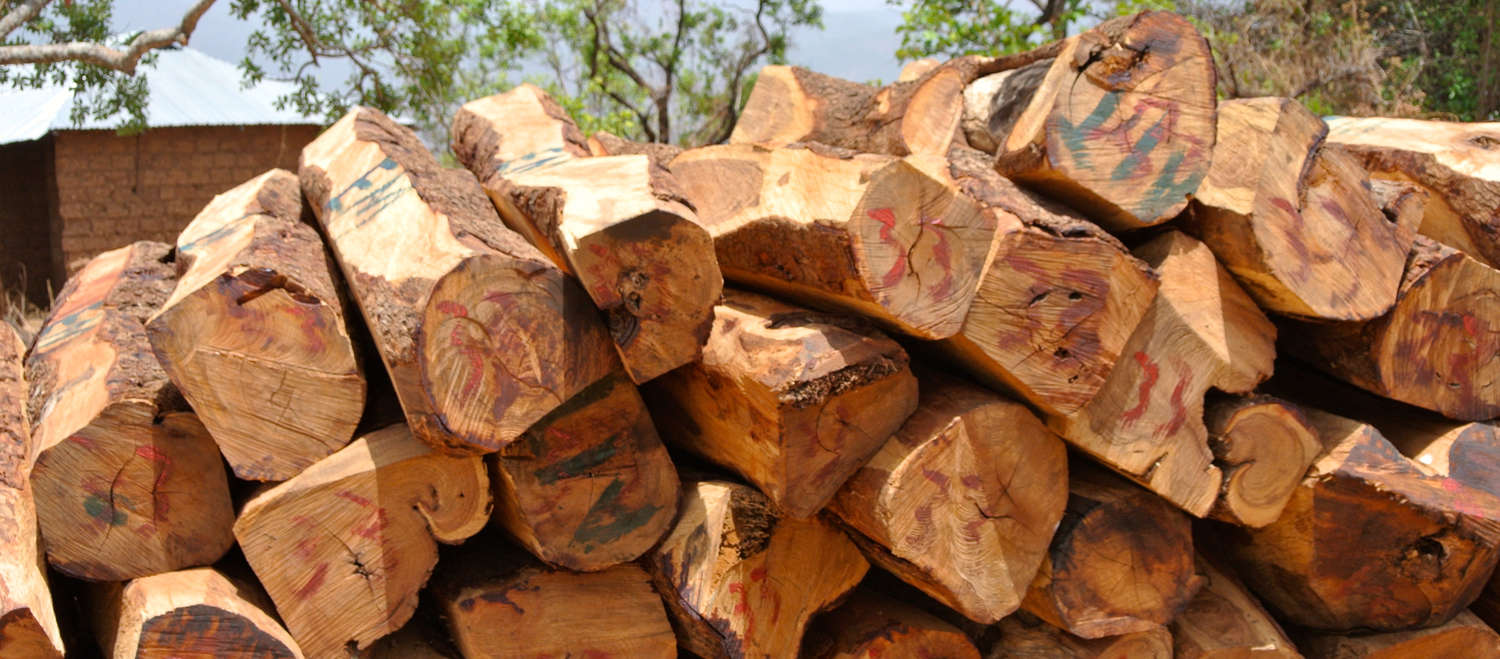 Troncos de palisandro en un almacén de madera en Nigeria