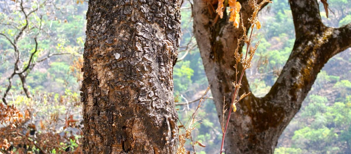 Tronco de un árbol de palisandro en el estado de Taraba, Nigeria