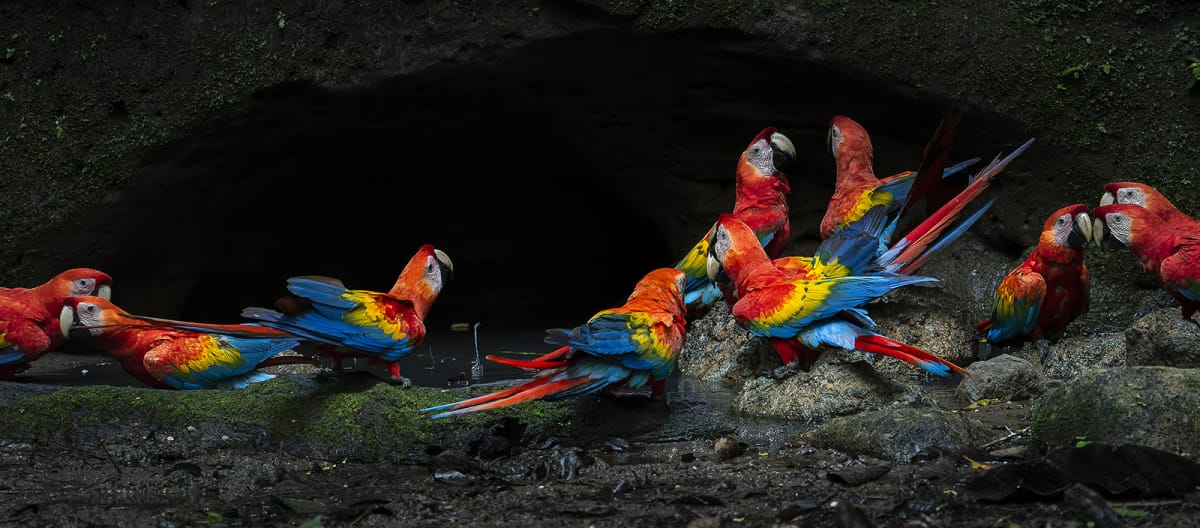 Grupo de guacamayas escarlata en el Parque Nacional Yasuní, en la Amazonía ecuatoriana