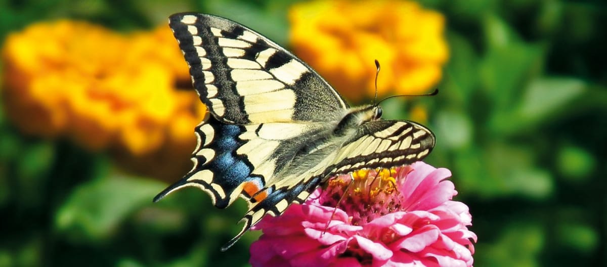 Podalirio: mariposa cola de golondrina