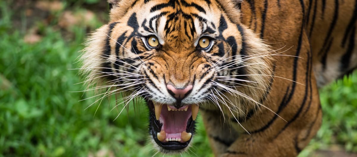 Tigre de Sumatra, amenazado de extinción en un primer plano