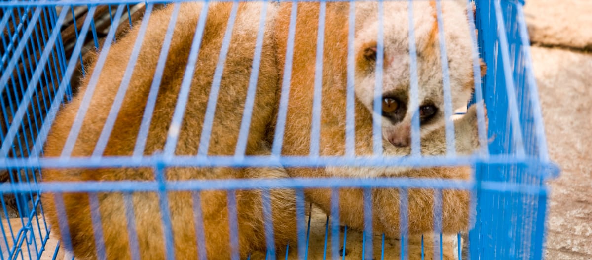 Loris en un mercado en Myanmar