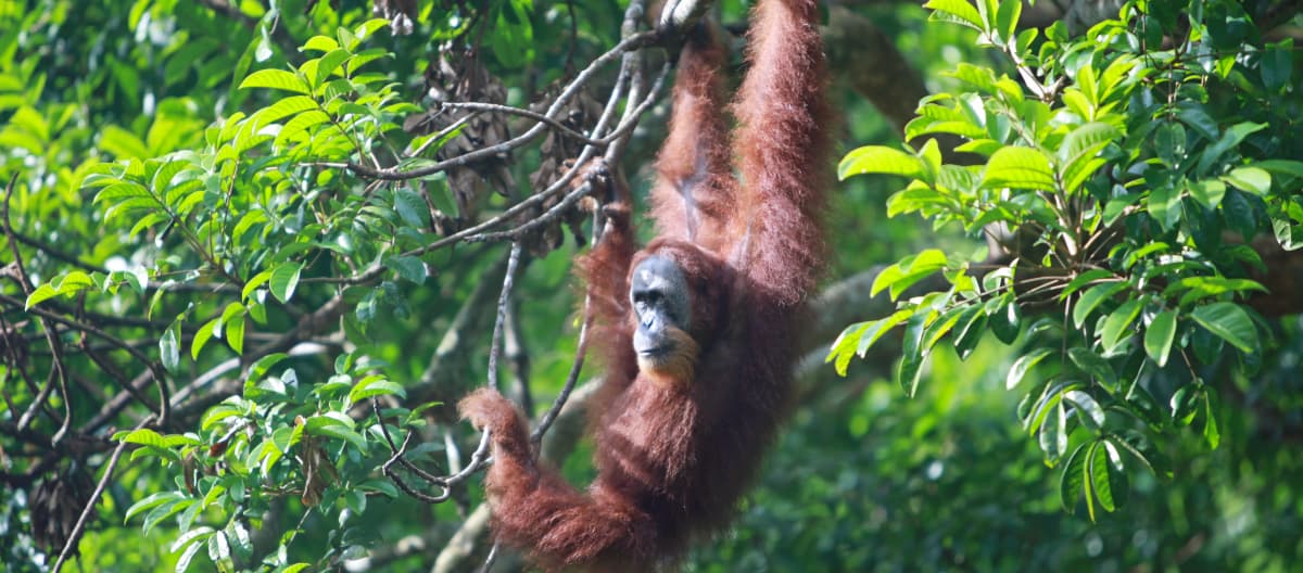 Orangután de Sumatra (Pongo abelii)