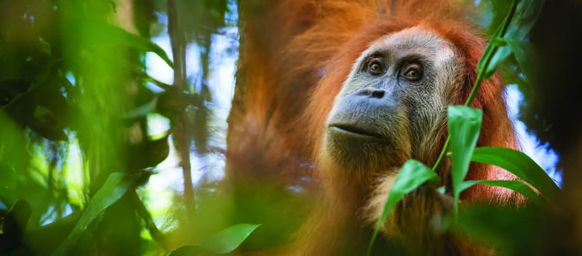 Peligro: obras en la selva de los orangutanes de Tapanuli - Salva la ...
