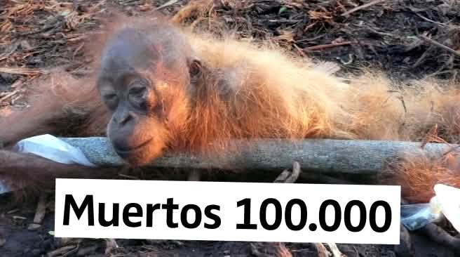 100.000 orangutanes menos – el cultivo de palma aceitera en Borneo tiene este mortal resultado ¡Decimos Basta! Orangután en agonía, con texto muertos 100.000 orangutanes