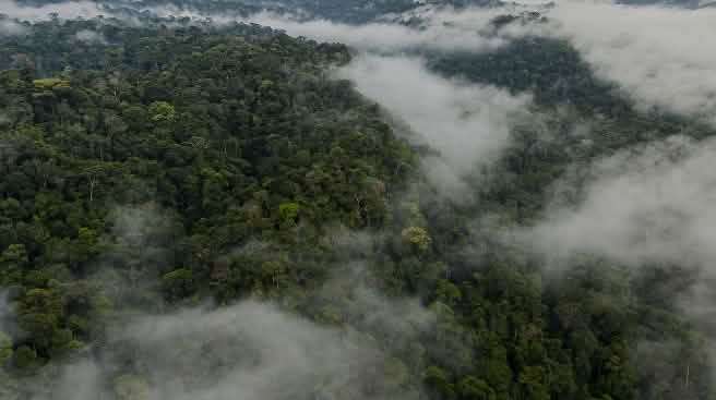 Vista aérea del Parque Nacional Yasuní con niebla