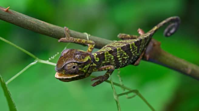 El camaleón grácil forma parte de la gran diversidad de reptiles del bosque de Atewa Camaleón adherido a una rama