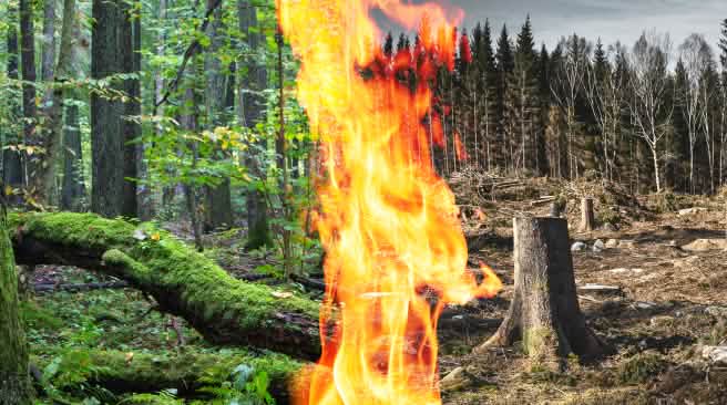 Fotomontage collage con un bosque verde a la izquierda, uno destruido a la derecha y en el centro un fuego