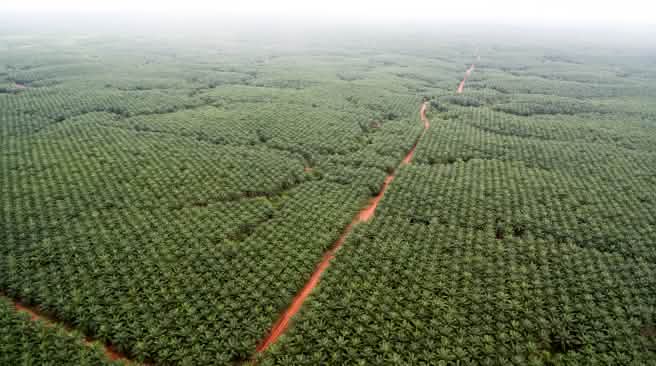 Vista aérea de las plantaciones de palma aceitera de Korindo, que se pierden en el horizonte