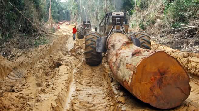 Tala de la selva en Congo Un tronco talado y transportado por la selva