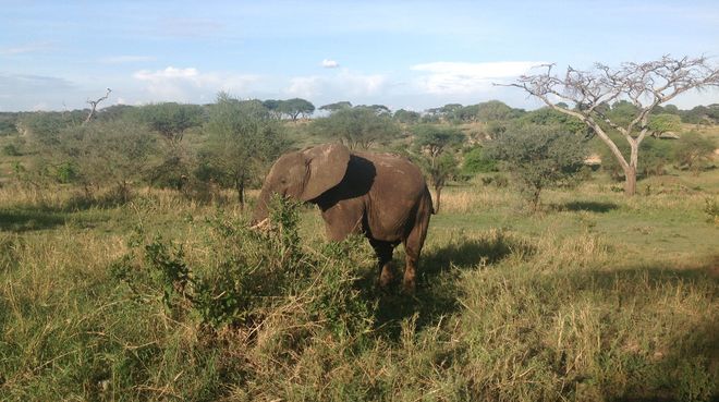 Elefante en Tanzania