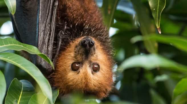 La cifra de murciélagos disminuye dramáticamente Zorro volador, murciélago de Mauricio