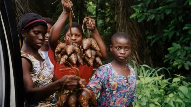 Mujeres Ekuri Pueblo Ekuri Mujeres transportan caracoles para la venta