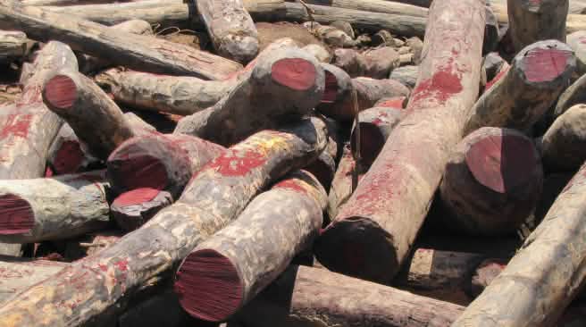 Palisandro y ébano se talan ilegalmente en varios países de África como Nigeria Madera de palisandro talada ilegalmente en Madagascar