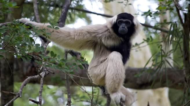 Pileated gibbon (hylobates pileatus)