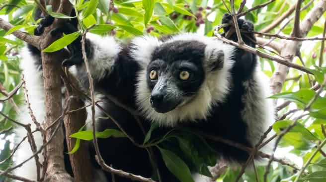 Un lémur de pelaje blanco y negro encaramado en las ramas de un árbol