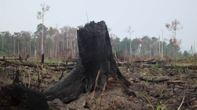 Selva devastada por incendios en Indonesia