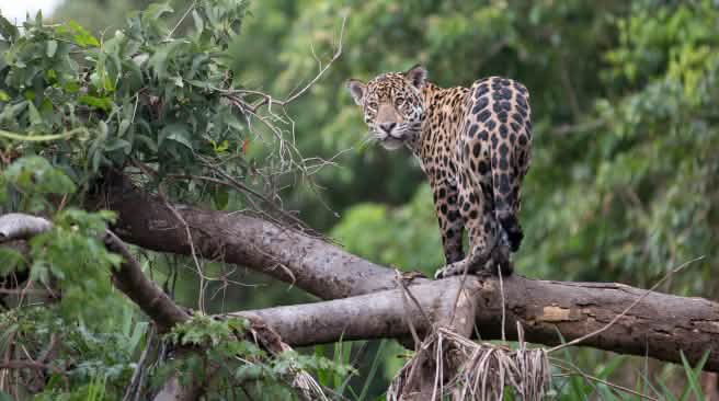El jaguar es símbolo de Los Chimalapas, región de México que alberga su mayor población El jaguar