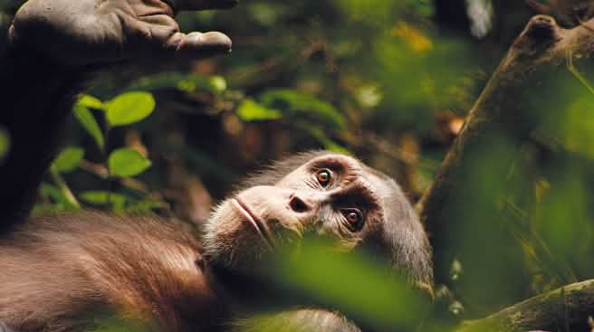 El chimpancé Kuba, pensativo, con la mirada perdida en la lejanía, dirigida hacia arriba.