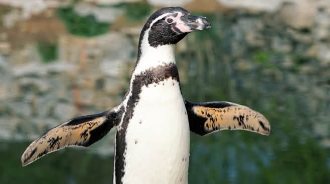 13.000 parejas de los pingüinos Humboldt, amenazados en el área marina de La Higuera – isla Chañaral in Chile Pingüino Humboldt