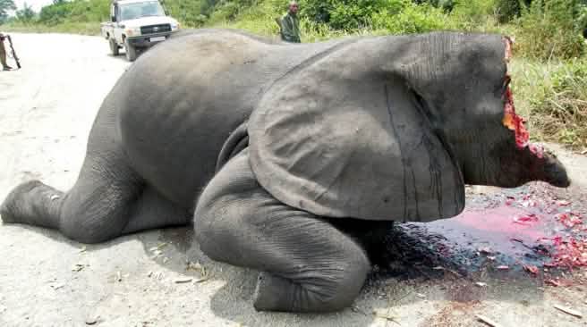 Recién cazado – Su marfil violentamente arrancado, probablemente traficado en la UE como “antiguo” Elefante cazado ilegalmente en el Parque Nacional Virunga con la cabeza destrozada para arrancarle violentamente el marfil
