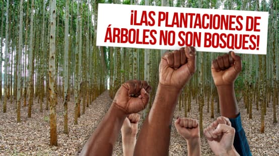 Collage del 21 de Septiembre, Día Internacional contra las Plantaciones de Árboles