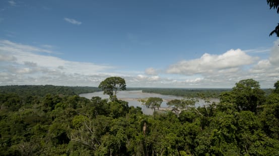 Vista elevada del bosque y río en el Parque Nacional Yasuní