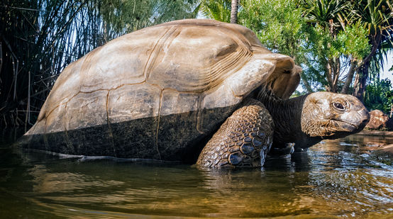 Tortuga gigante de las Seychelles (Aldabrachelys gigantea)