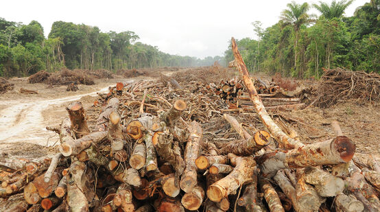 Árboles talados a orillas del río Xingu, Brasil