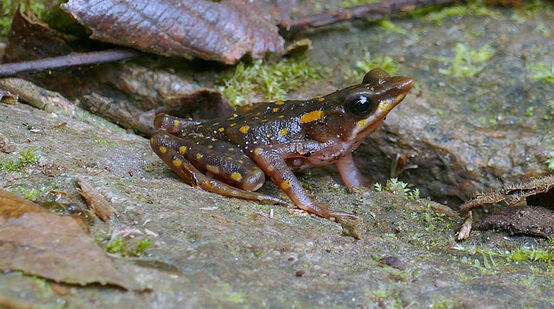 Rana endémica Arlequin hocicudo (Atelopus longirostris)