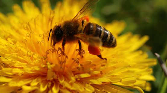 Abeja en flor