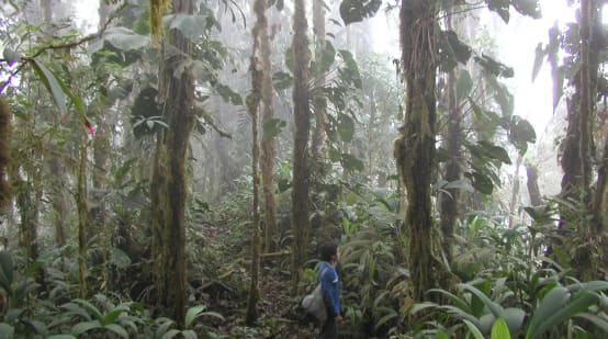 Vista del bosque nublado de Intag. Una persona se encuentra también en la imagen.