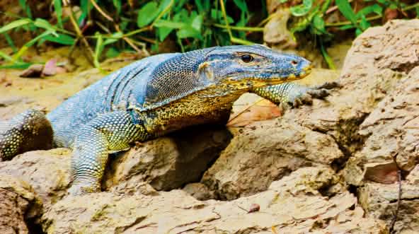 Varano acuático (Varanus salvator)