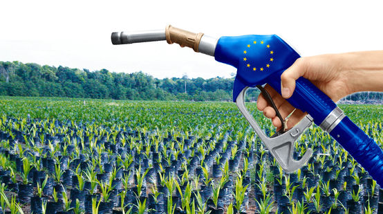 Aceite de palma, biocombustible UE