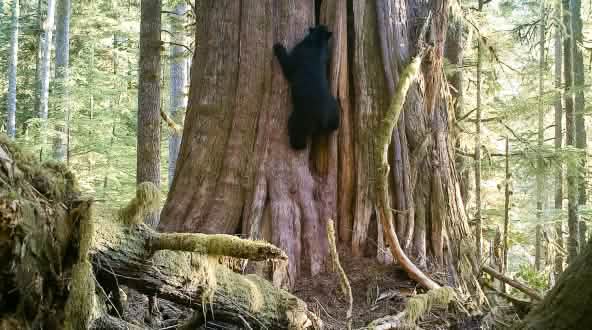 Oso negro (Ursus americanus) trepa a un árbol gigante en la isla de Vancouver, Canadá