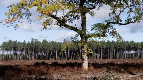 Tras una tala rasa de los árboles de un bosque semi natural en Vienne, Francia, se ve en el centro de la imagen el único roble que quedó en pie. Al fondo hay un monocultivo de pinos.
