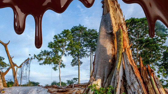 Fotomontaje: chocolate fluye sobre una imafen de la selva talada