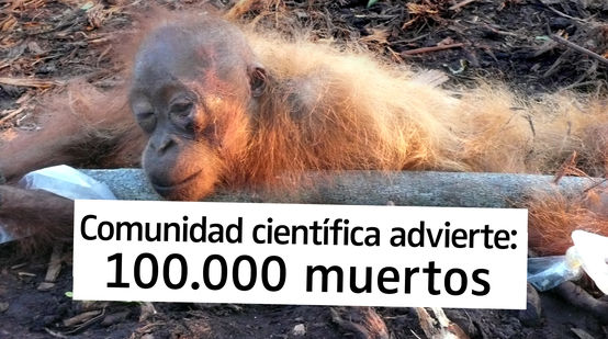 Orangután amarrado y severamente herido