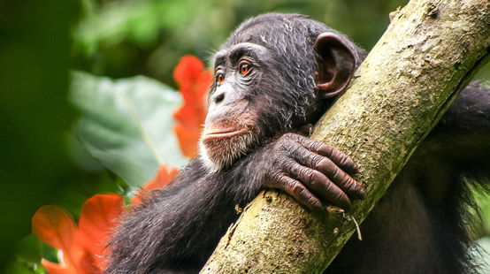 Chimpancé en Liberia