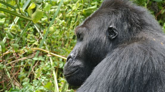 Primwe plano de un gorila oriental de llanura en el Parque Nacional de Kahuzi-Biega