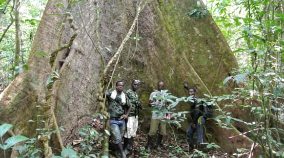 Trabajadores de la Wild Chimpanzee Foundation (WCF) y ecoguardias ante un árbol gigante en el Parque Nacional de Sapo, Liberia