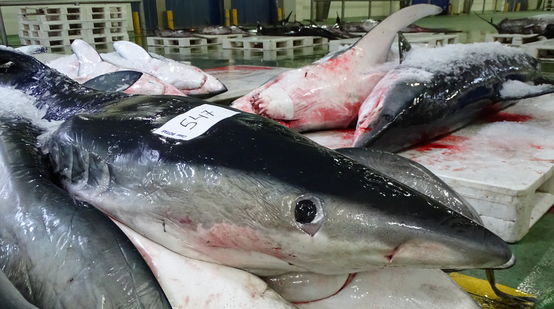 Tiburones muertos recién llegados a puerto
