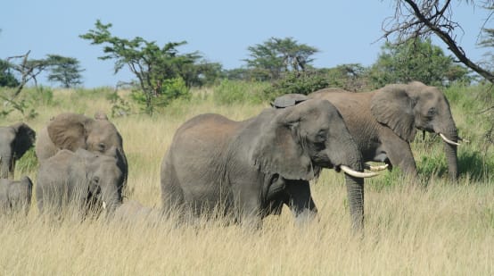 Manada de elefantes en el Serengeti