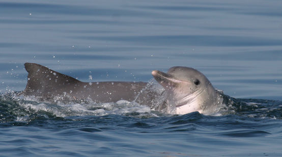 Delfines de Guyana