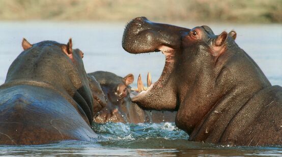 Hipopótamos en el río